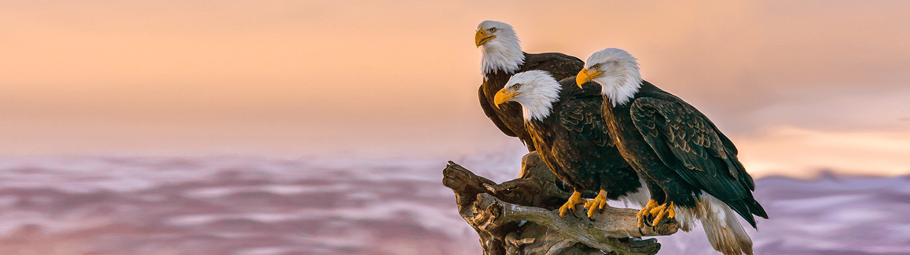 Gold American Eagles
