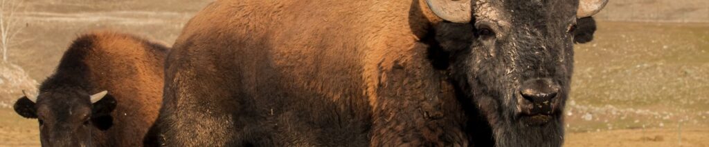 Banner-Gold